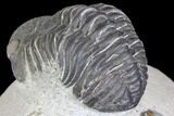 Bargain, Pedinopariops Trilobite - Mrakib, Morocco #137685-4